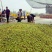 【电商社区团购】山东鲜枣大荔冬枣果园现摘来电优惠一件代发