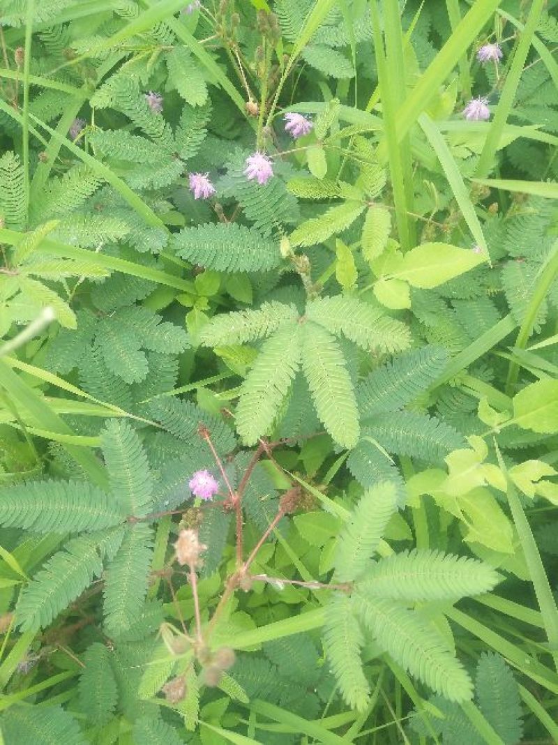 含羞草根