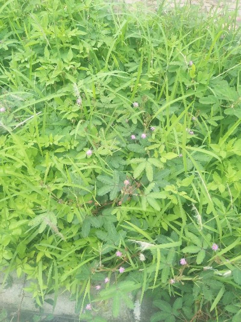 含羞草根