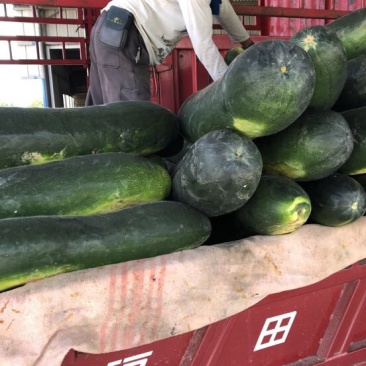 黑皮冬瓜30斤以上地冬瓜
