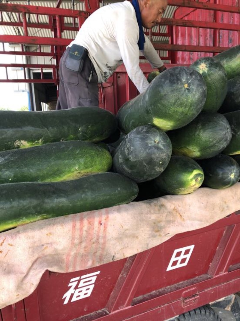 黑皮冬瓜30斤以上地冬瓜