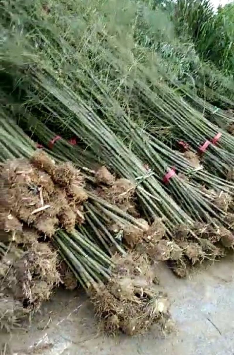 （热销）湖南海量各规格，各品种青竹，产地直销现挖现发