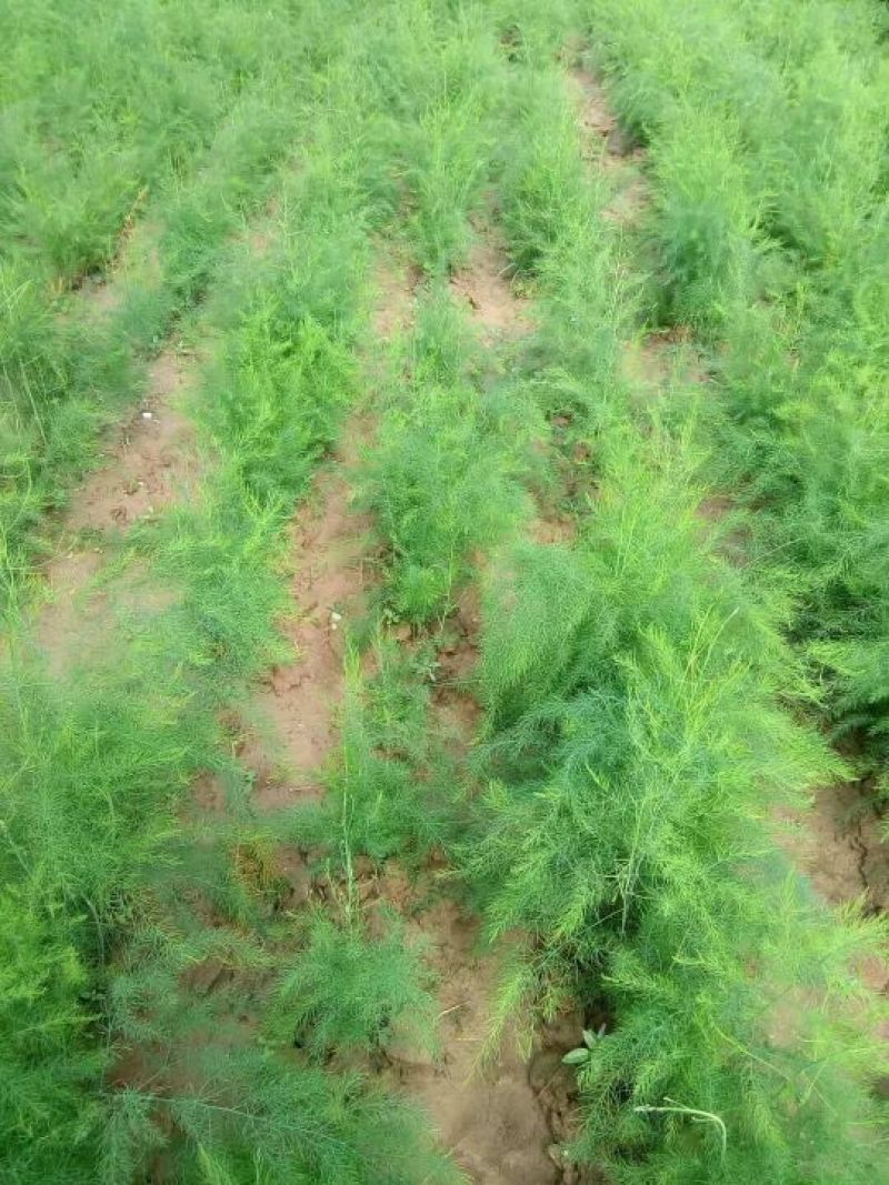 进口芦笋种子，进口芦笋种苗批发绿芦笋种苗