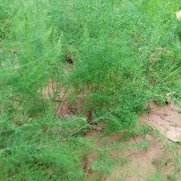 进口芦笋种子，进口芦笋种苗批发绿芦笋种苗