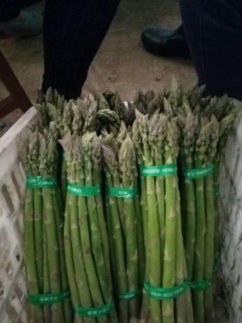 进口芦笋种子，进口芦笋种苗批发绿芦笋种苗