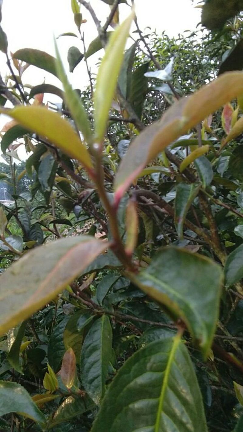 普洱茶叶初制加工销售。