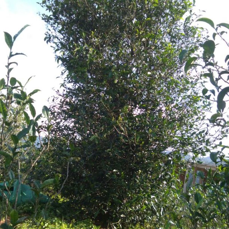 普洱茶叶初制加工销售。