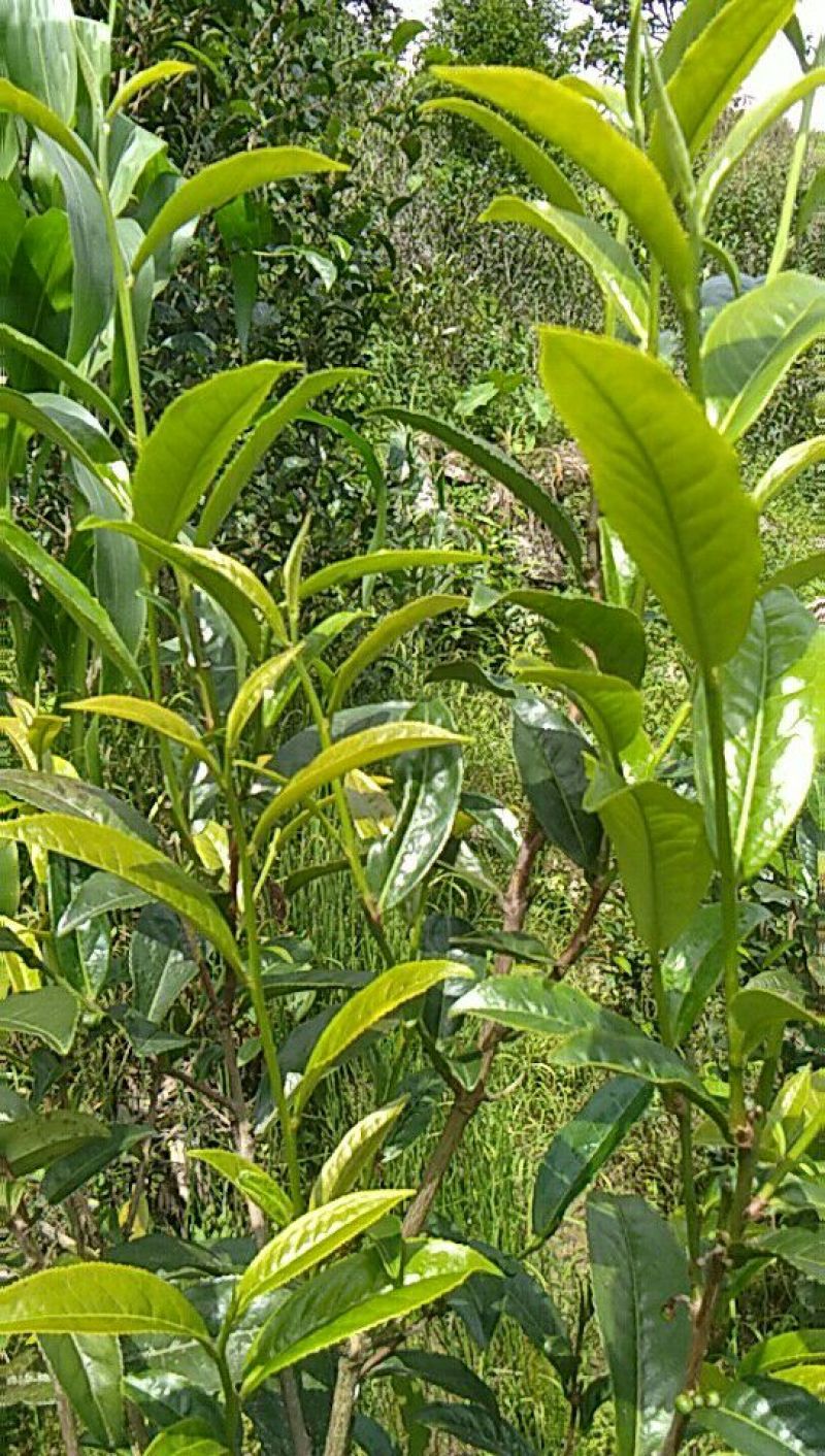普洱茶叶初制加工销售。