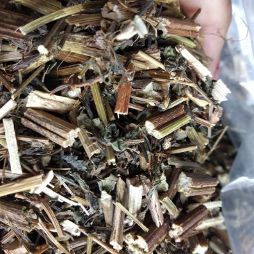 供应金盏银盘鬼针草金盏银盘金盏银盘批发鬼针草