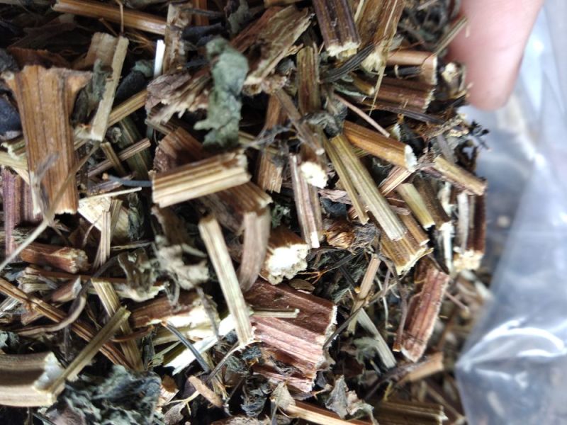 供应金盏银盘鬼针草金盏银盘金盏银盘批发鬼针草