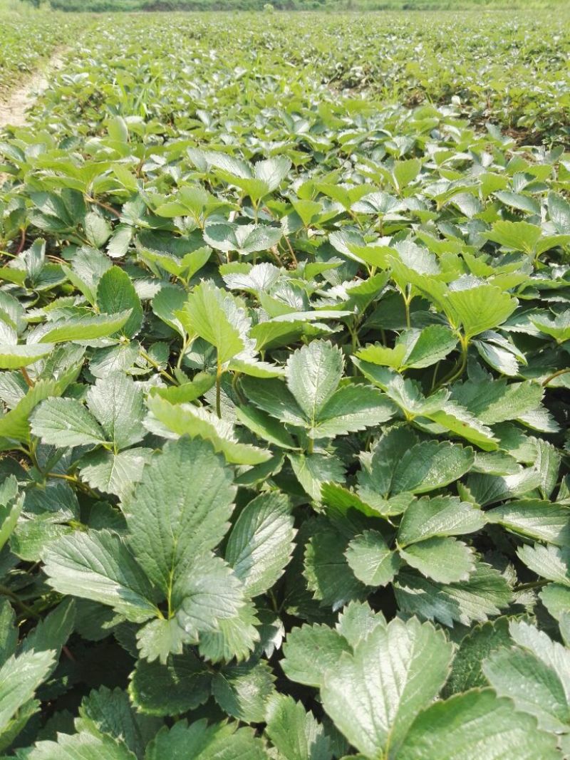 大叶红颜建德红大叶宁玉草莓苗