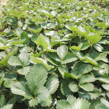 大叶红颜建德红大叶宁玉草莓苗