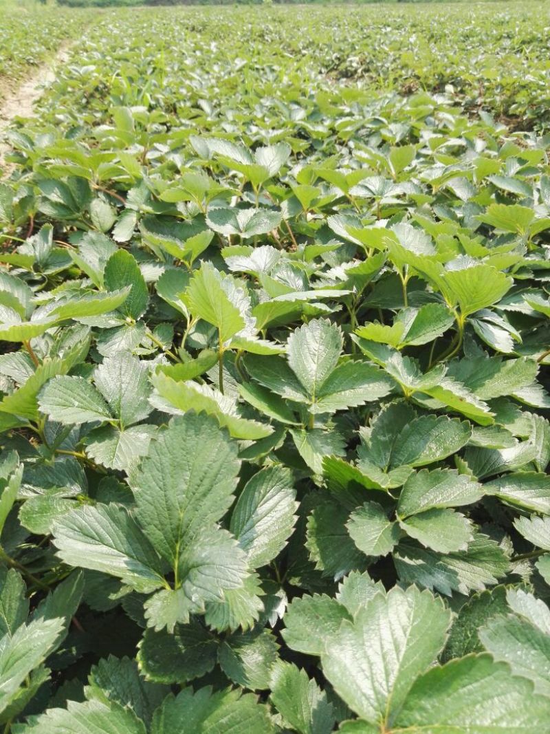 大叶红颜建德红大叶宁玉草莓苗
