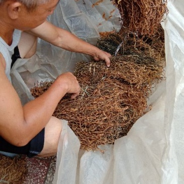 干豇豆批发