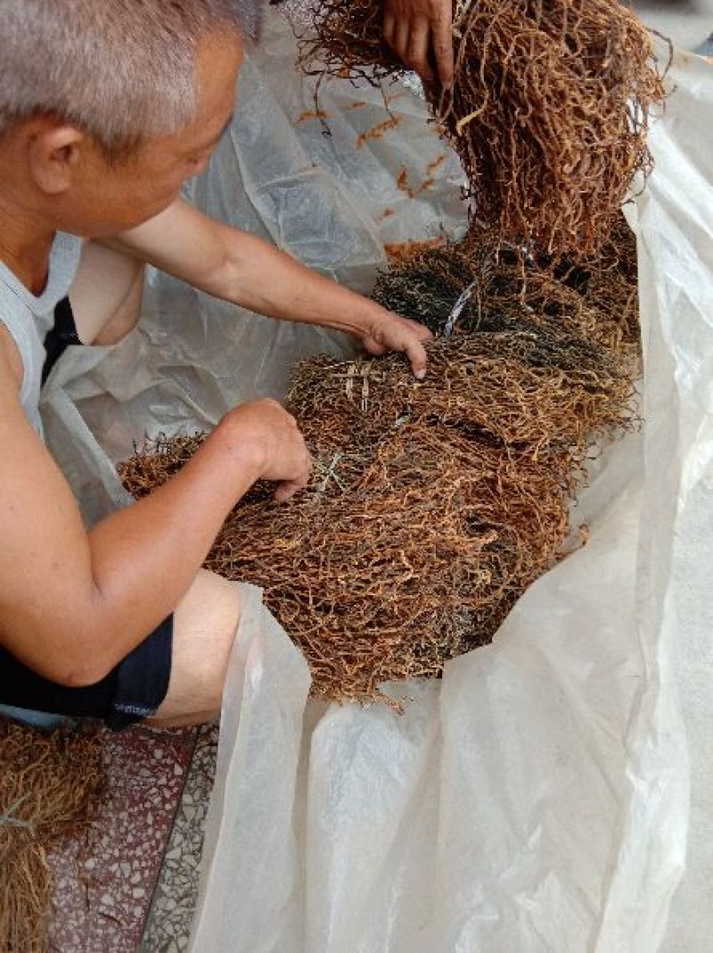 干豇豆批发
