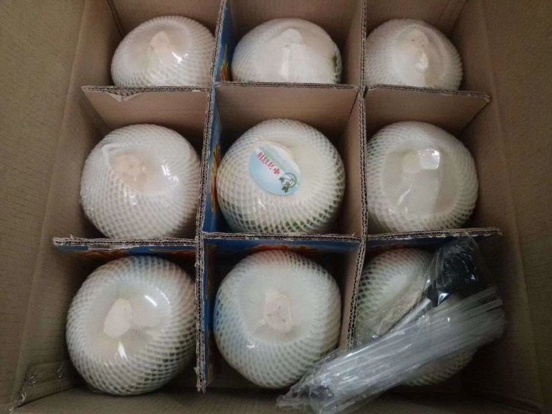 海南椰青9个批发【非泰国越南椰青】