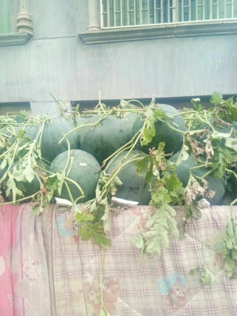 正品保障西瓜量大优惠