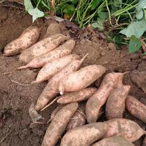 纯沙土地龙九红薯已上市，3两以上8毛5。