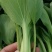 上海青小白菜