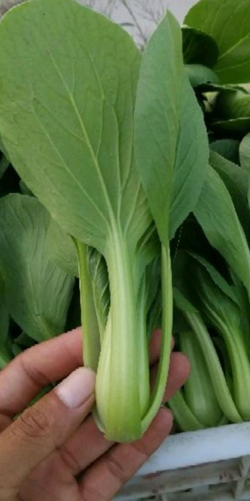 上海青小白菜