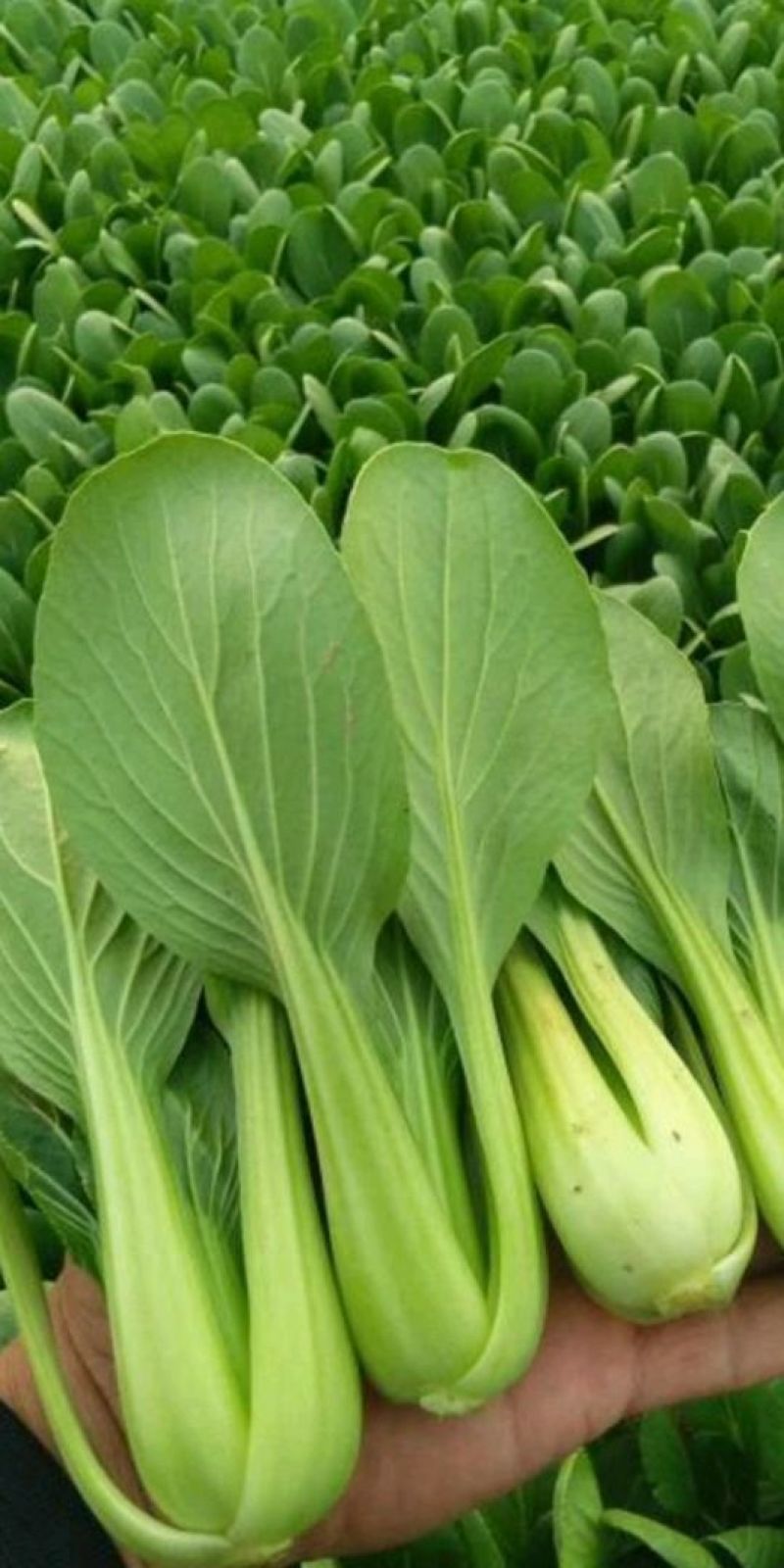 上海青小白菜