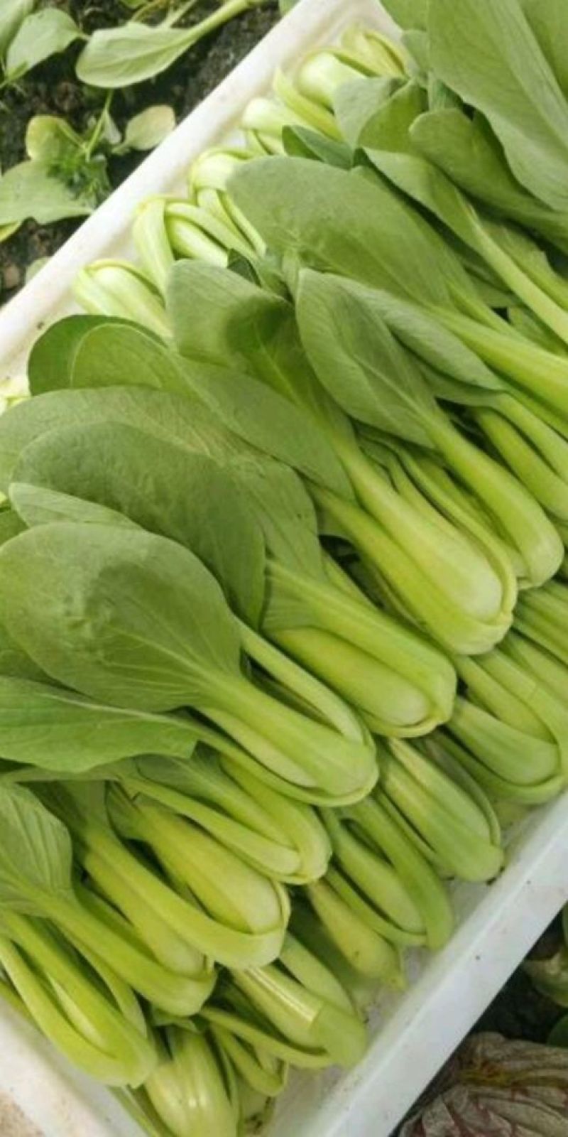 上海青小白菜