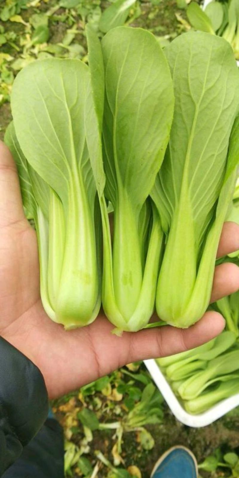 上海青小白菜