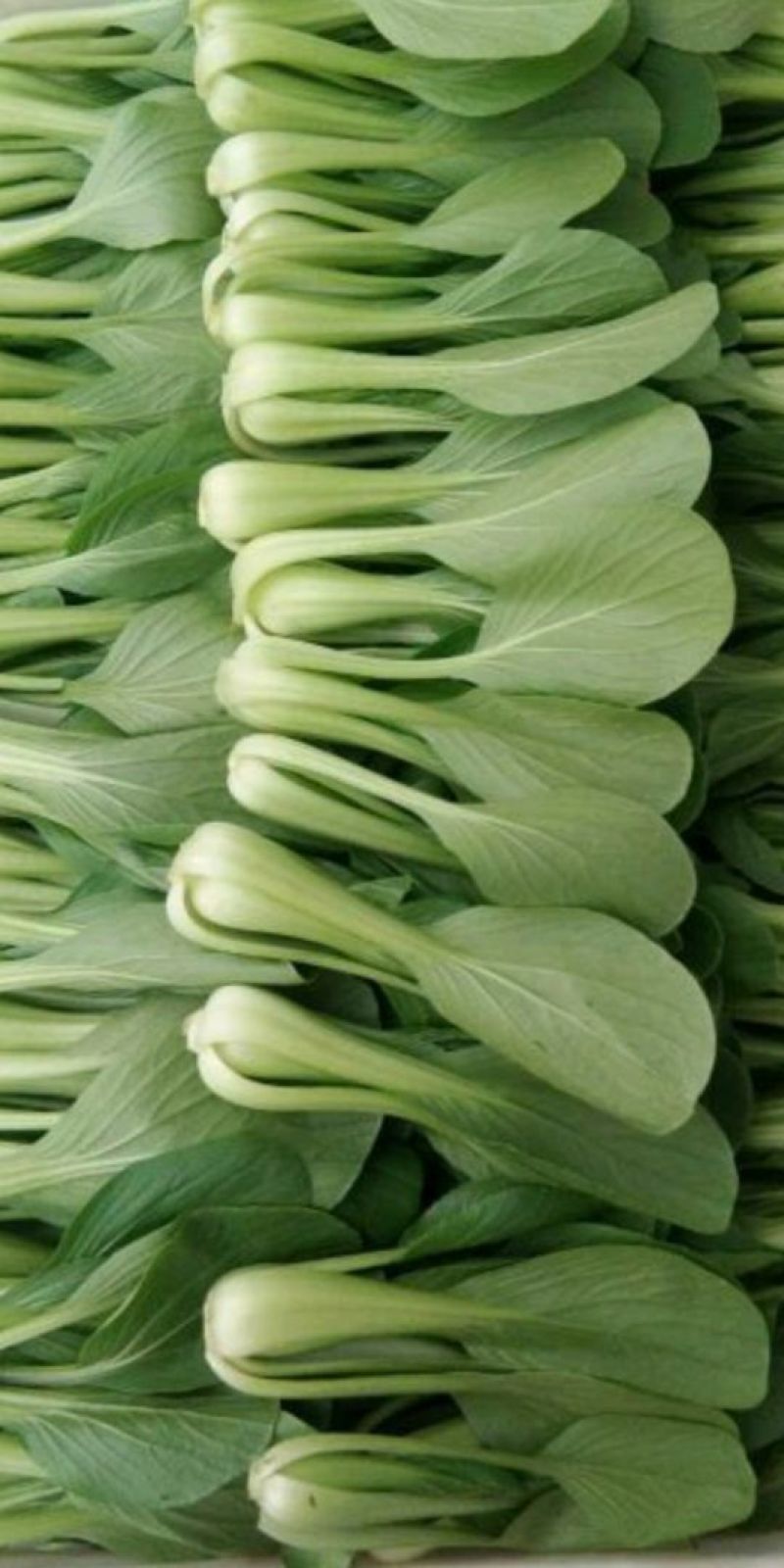 上海青小白菜