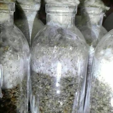 平菇菌种广温平菇原种平菇二级菌种平菇原种