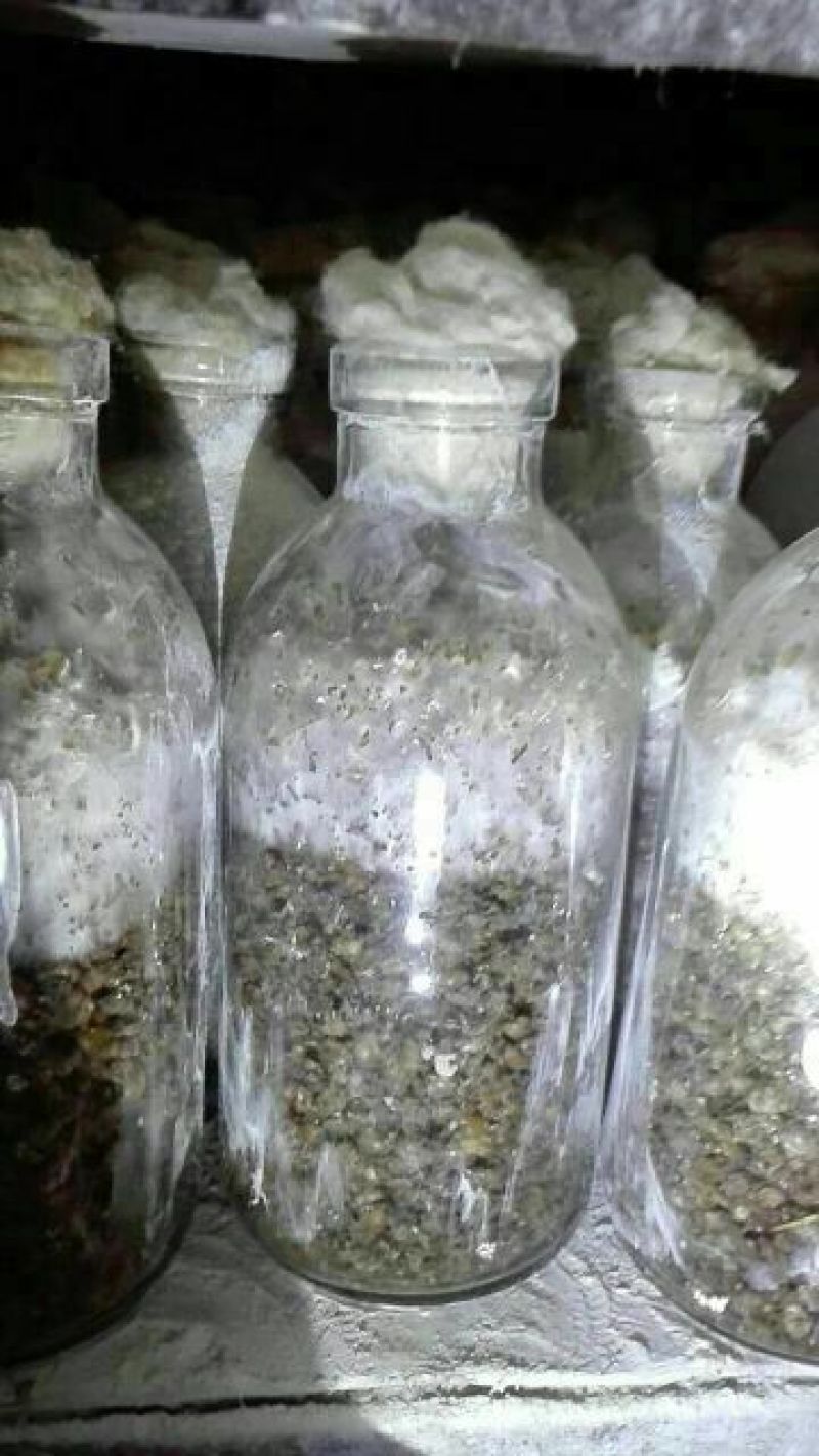 平菇菌种广温平菇原种平菇二级菌种平菇原种