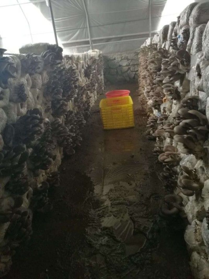 平菇菌种广温平菇原种平菇二级菌种平菇原种