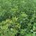黄栌苗0.2～1.5米，荒山绿化庭院专用苗