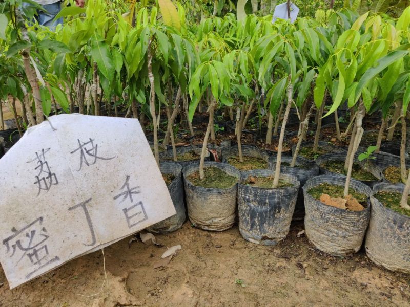 荔枝嫁接美植袋苗（蜜丁香妃子笑无核荔枝）量多价优