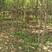 黄栌苗0.2～1.5米，荒山绿化庭院专用苗