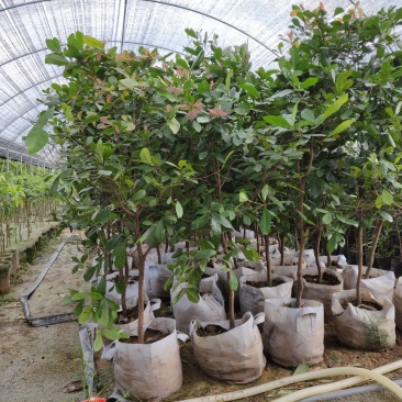 神秘果美植袋苗高度130-150公分