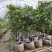 神秘果美植袋苗高度130-150公分