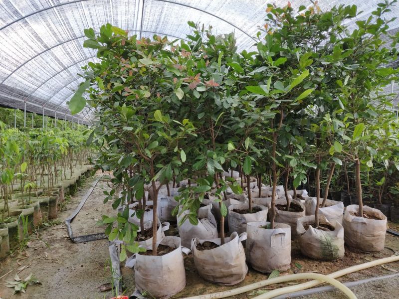 神秘果美植袋苗高度130-150公分