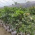 神秘果美植袋苗高度130-150公分