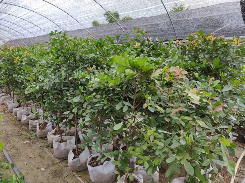 神秘果美植袋苗高度130-150公分
