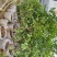 神秘果美植袋苗高度130-150公分