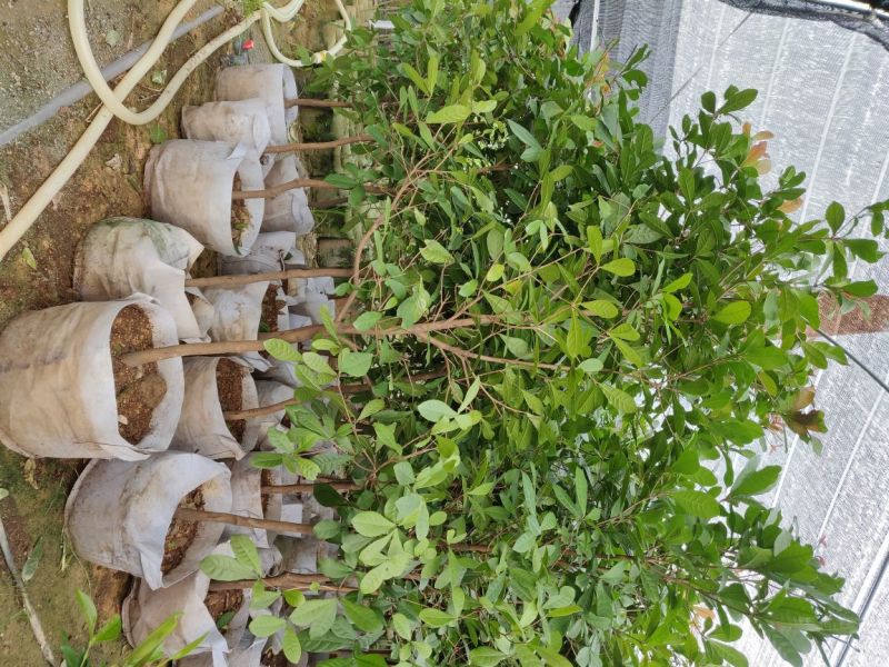 神秘果美植袋苗高度130-150公分
