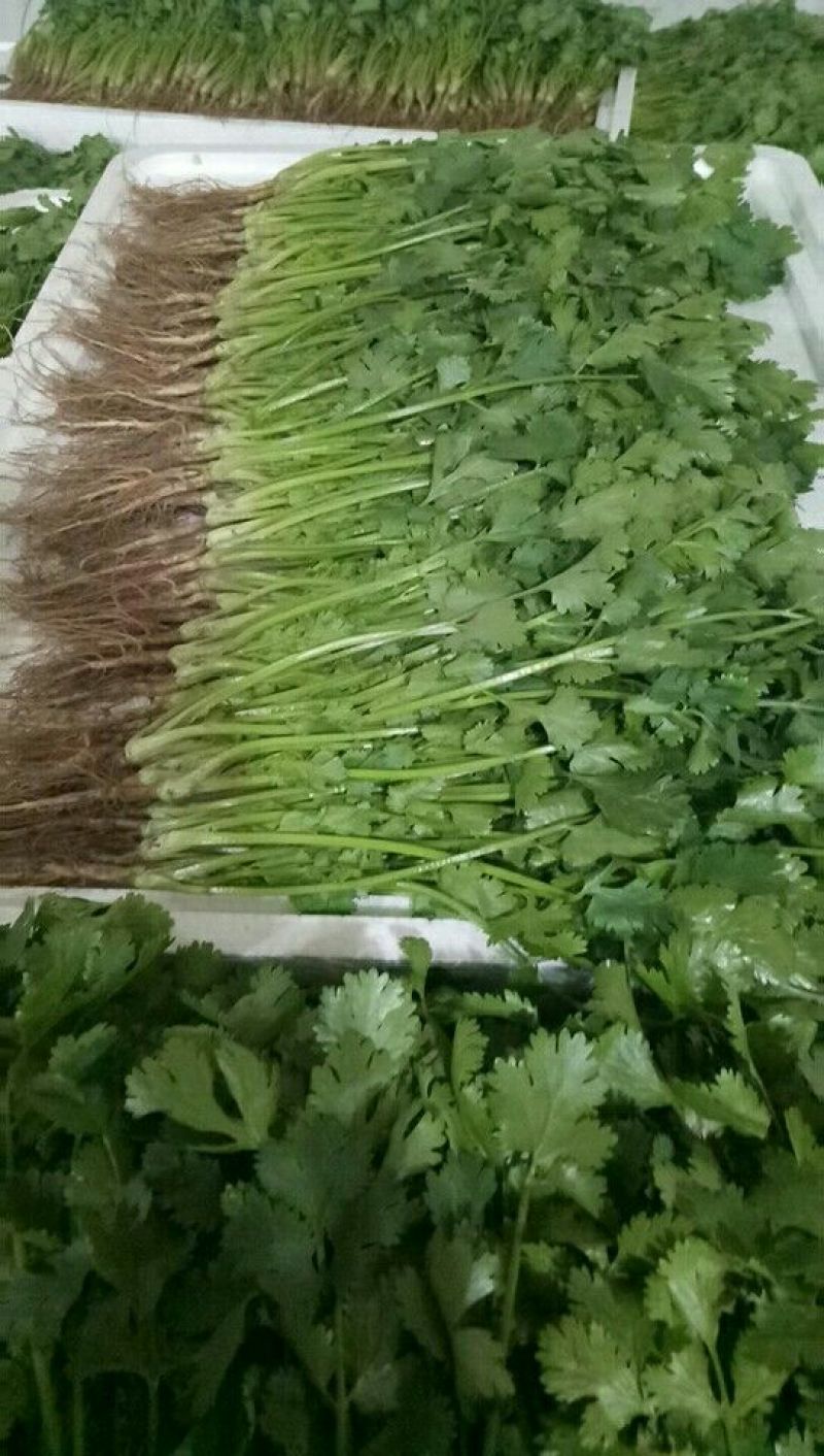 精品香菜