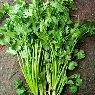 精品香菜