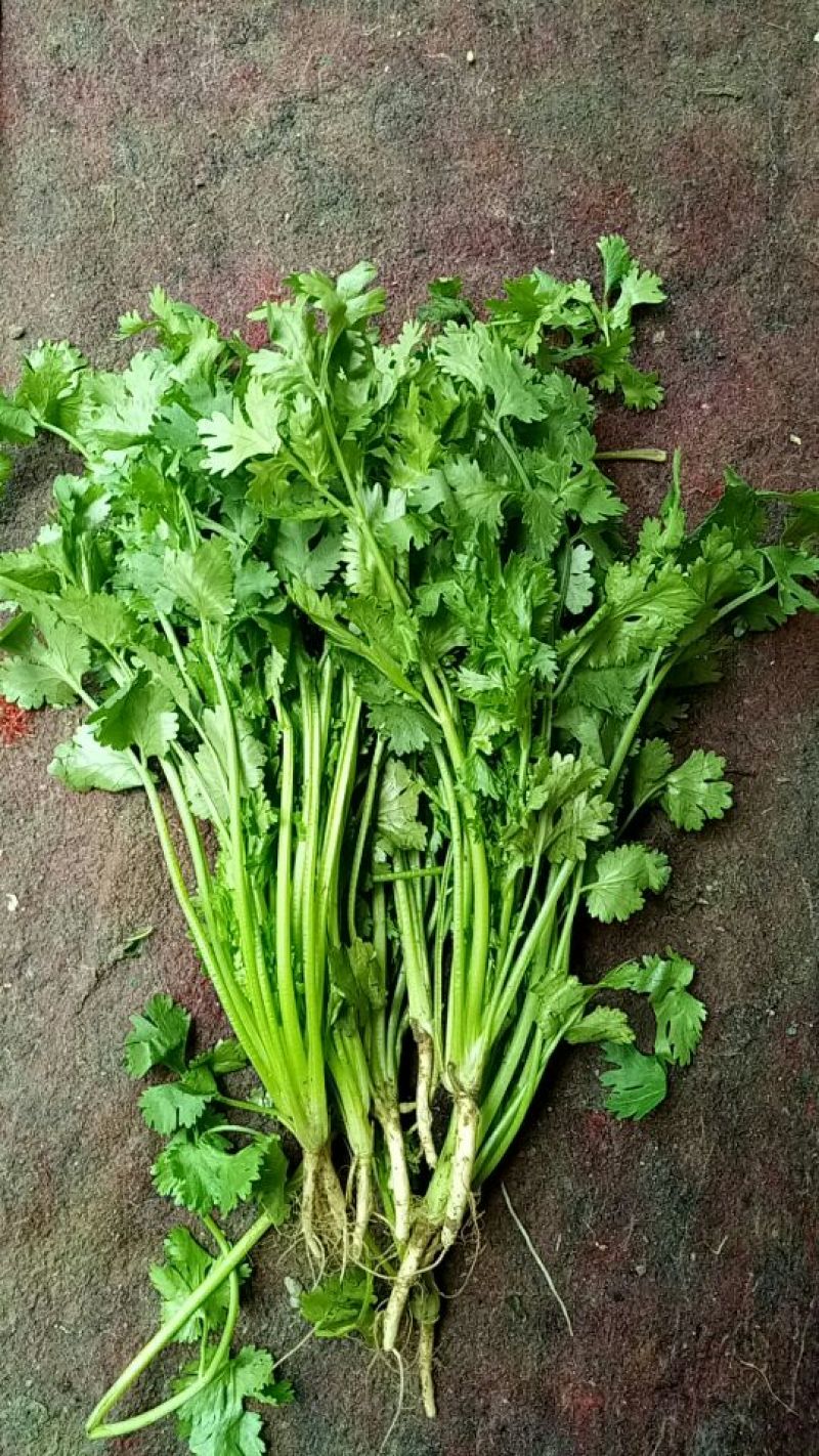 精品香菜
