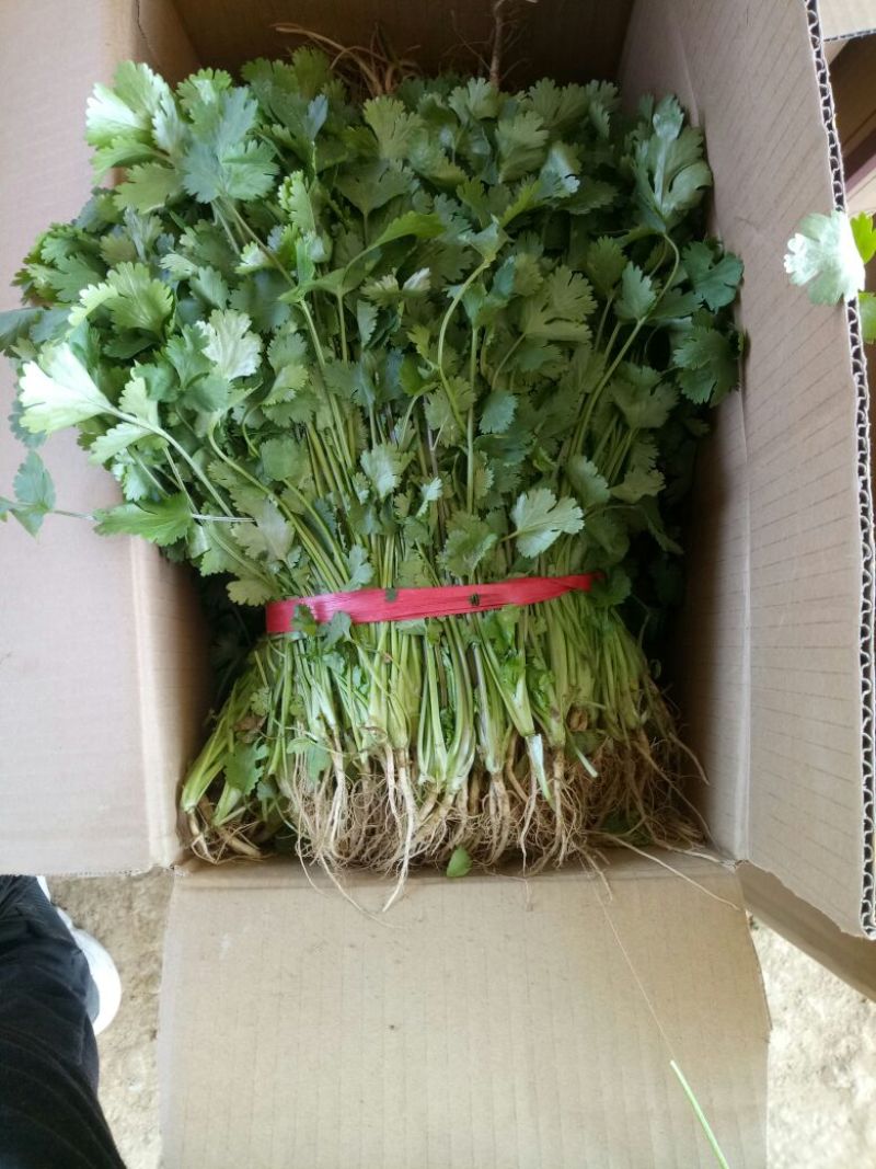 精品香菜