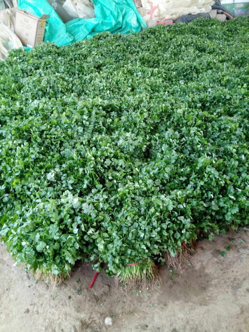 精品香菜