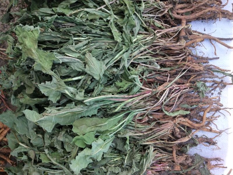 野生蒲公英整颗干货