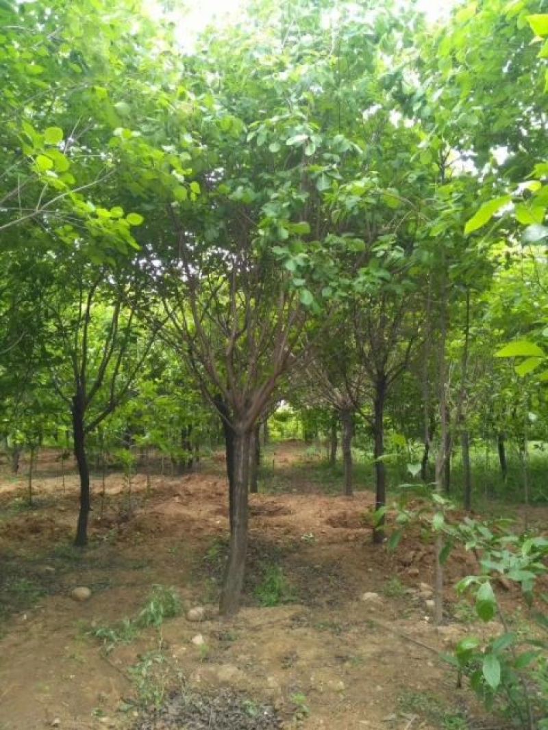 南阳南召供应6-15公分黄栌，精品黄栌，可实地看货
