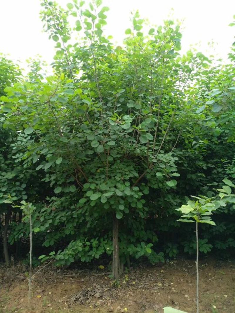 南阳南召供应6-15公分黄栌，精品黄栌，可实地看货
