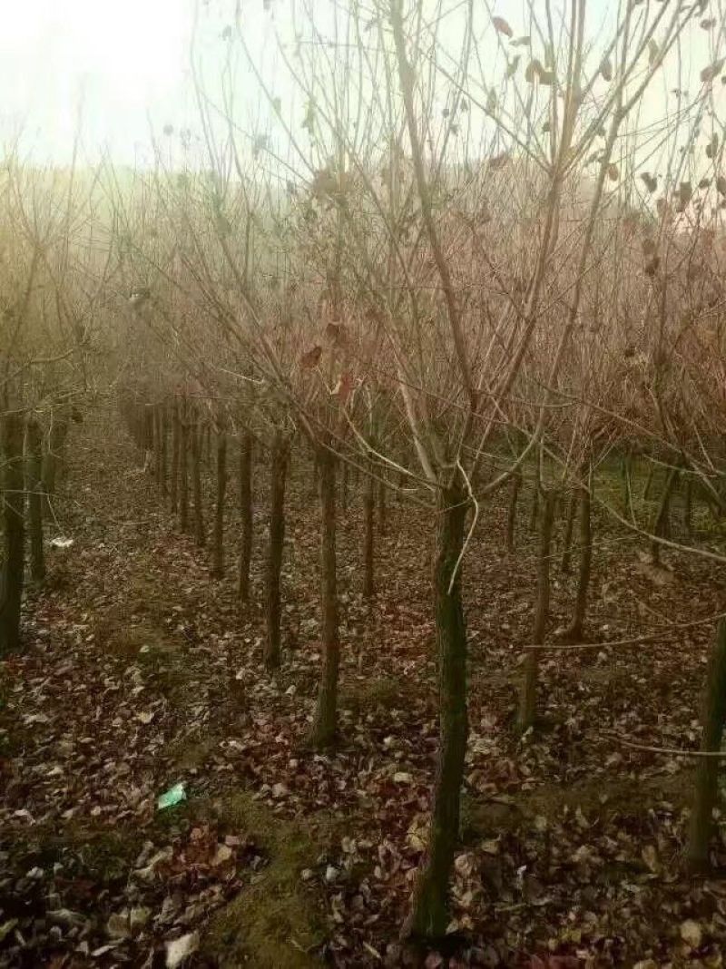 南阳南召供应6-15公分黄栌，精品黄栌，可实地看货